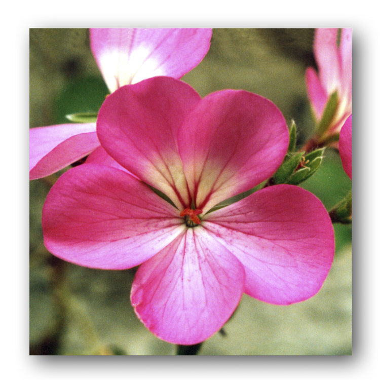 Pink Geranium Flower Gift Tags from Dormouse Cards