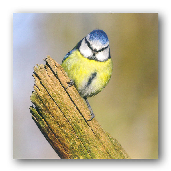BBC earth Blue Tit Greetings Card from Dormouse Cards