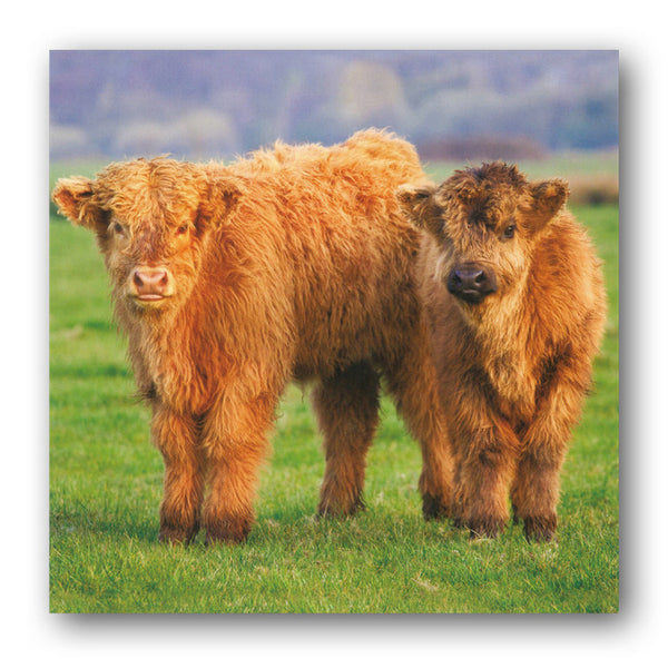 Highland Cattle Birthday Greetings Card from Dormouse Cards