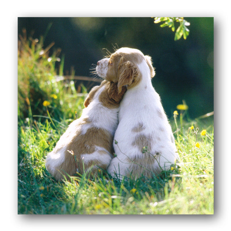 Spaniel Puppy Dog Birthday Greetings Card