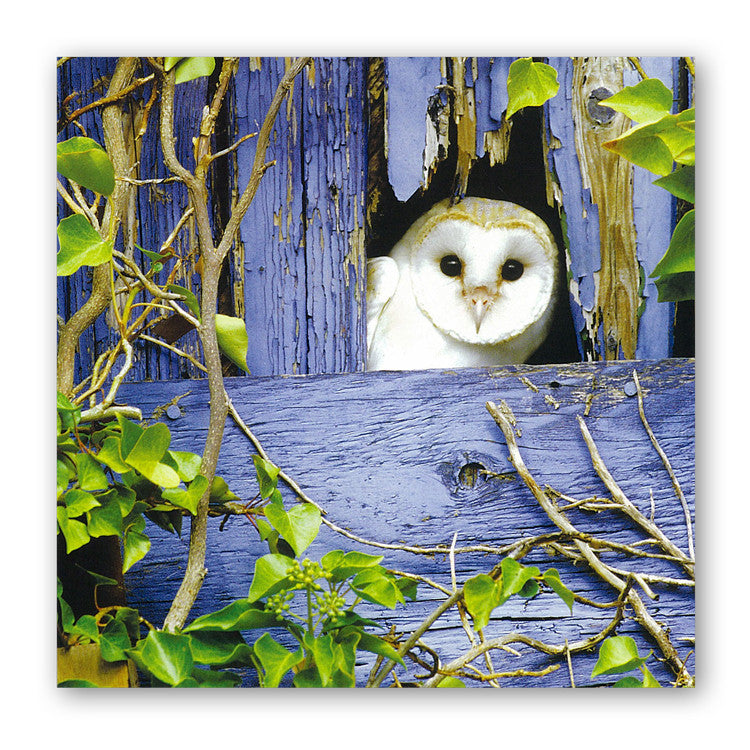 Barn Owl Birthday Greetings Card from Dormouse Cards