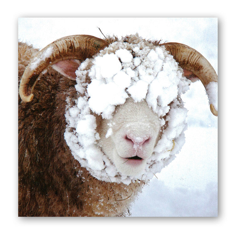 Funny Snowy Sheep Christmas Card from Dormouse Cards