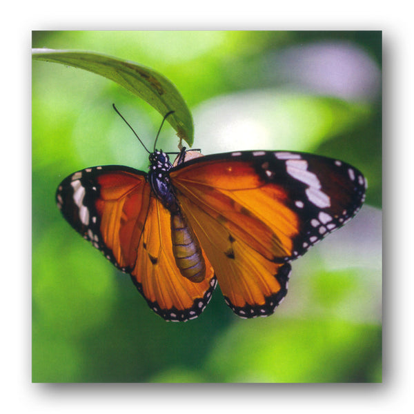 BBC earth Tiger Butterfly Greetings Card from Dormouse Cards