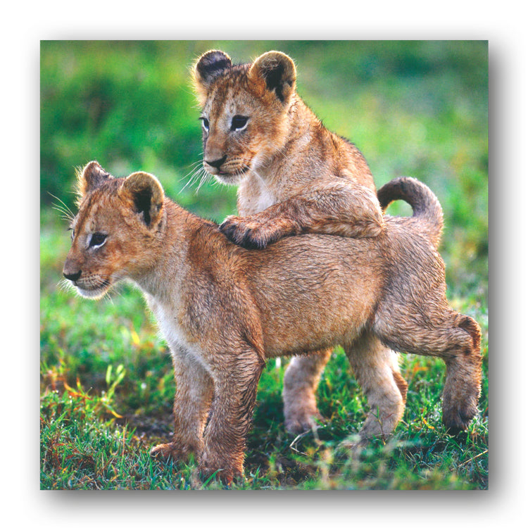 BBC earth Planet Earth II Lion Cubs Greetings Cards from Dormouse Cards