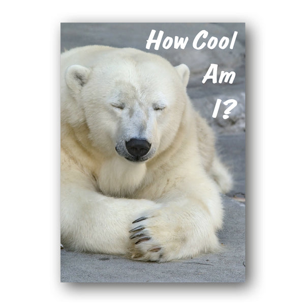 Funny Polar Bear A3 Laminated Poster from Dormouse Cards