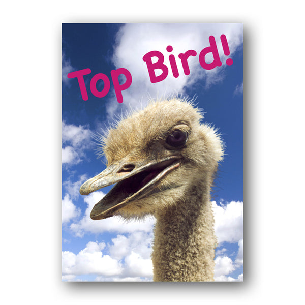 A3 Funny Emu Laminated Poster from Dormouse Cards