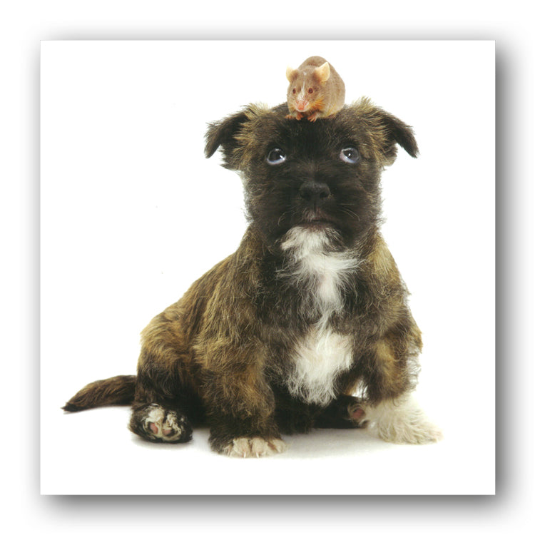 West Highland White and Jack Russell Terrier cross puppy and mouse Birthday Greetings Card from Dormouse Cards