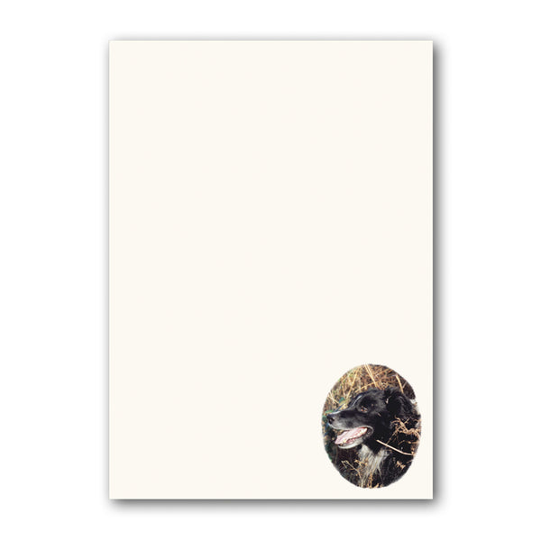 Border Collie Sheepdog A5 Notepaper from Dormouse Cards