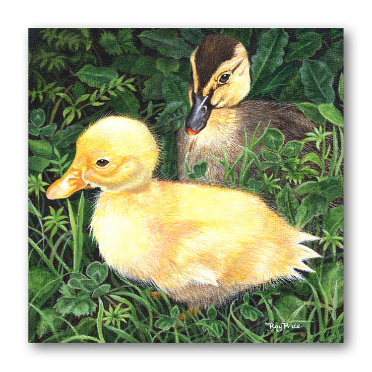 Ducks Birthday Card from Dormouse Cards