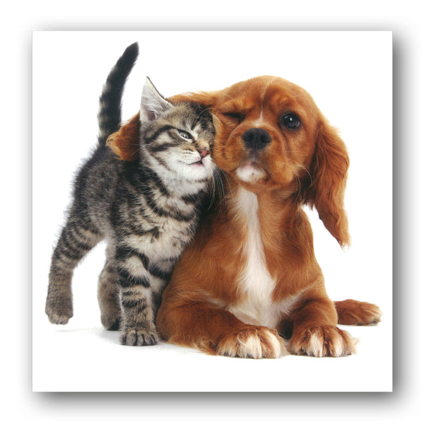 Tabby Kitten and Spaniel Puppy Birthday Greetings Card from Dormouse Cards