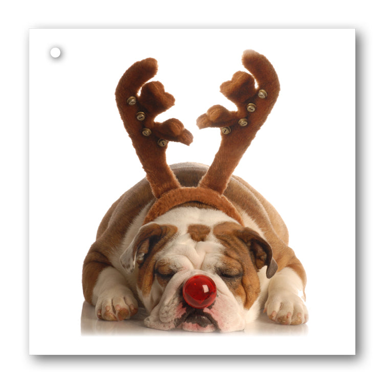 Lustre Gold Gift Wrap and Funny Christmas Bulldog with Antlers Gift Tags from Dormouse Cards