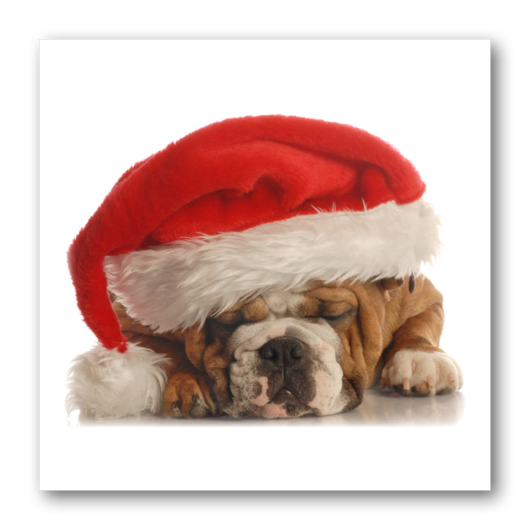 Funny Bulldog in Santa Hat Christmas Cards from Dormouse Cards