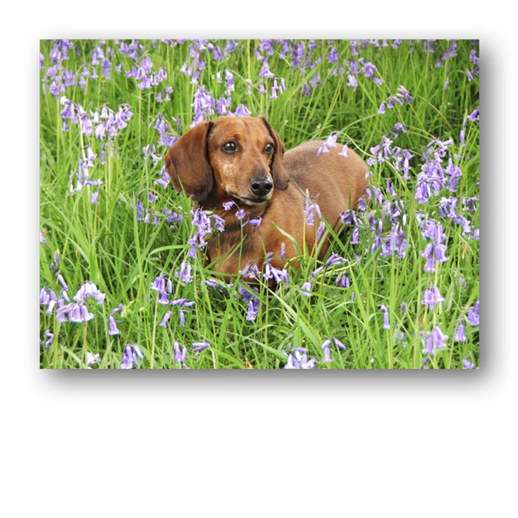 Speck the Dachshund in Bluebell Wood Mother's Day Card from Dormouse Cards
