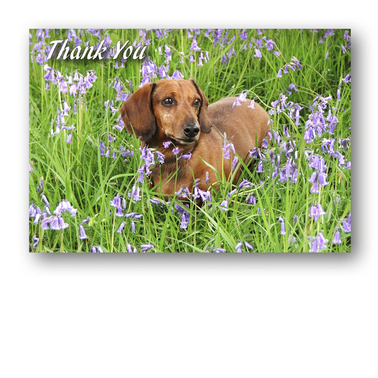 Speck the Dachshund in Bluebell Wood Thank You Card from Dormouse CardsThank You Card from Dormouse Cards