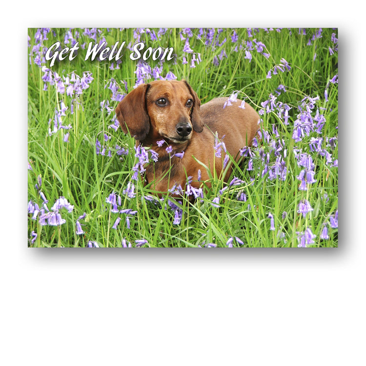 Speck the Dachshund in Bluebell Wood from Dormouse Cards