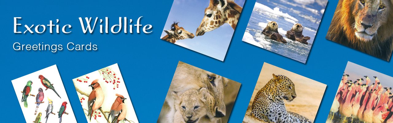 Fabulous choice of Exotic Wildlife Greetings Cards to buy online from Dormouse Cards